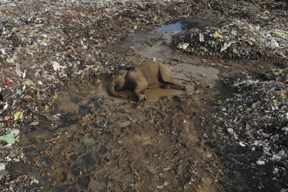 Der Körper eines wilden Elefanten liegt in einer offenen Mülldeponie im Dorf Pallakkadu im Bezirk Ampara, etwa 210 Kilometer östlich der Hauptstadt Colombo.