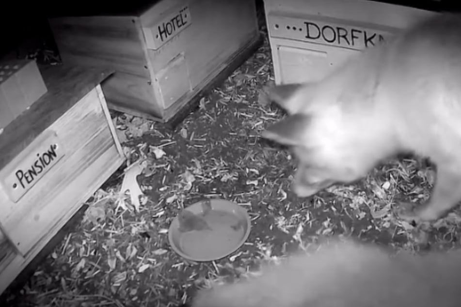 Die Wildtierkamera hat auch den Fuchs beim Kontrollgang durch die Igelstadt erwischt.