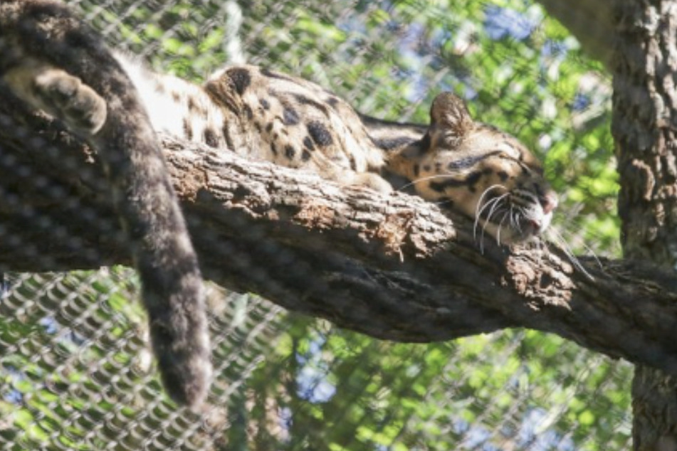 Nova sleeping in her enclosure after escaping for a day and captivating Twitter.