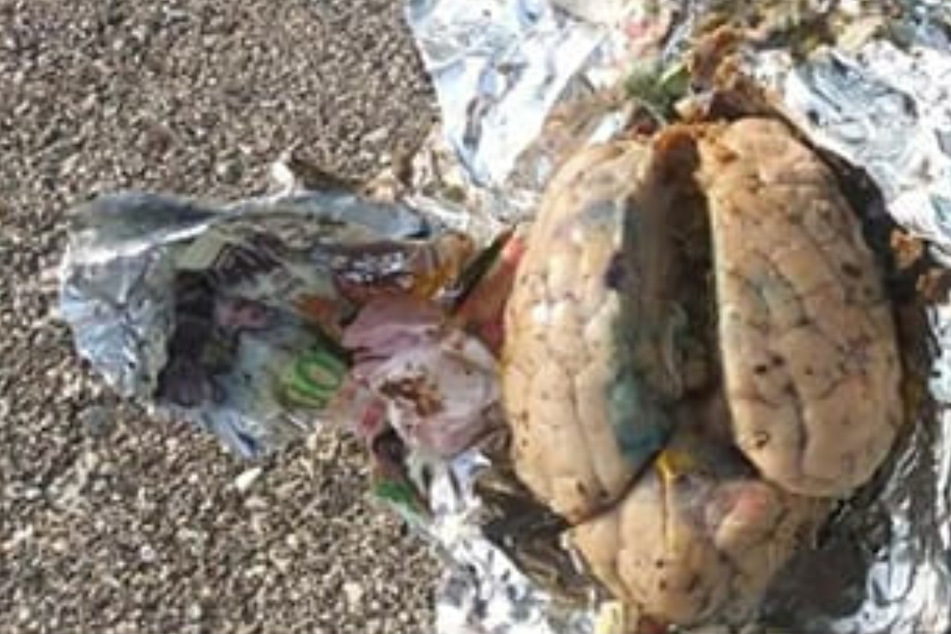 This "brain" was just lying around on the beach. It was wrapped in aluminum foil.