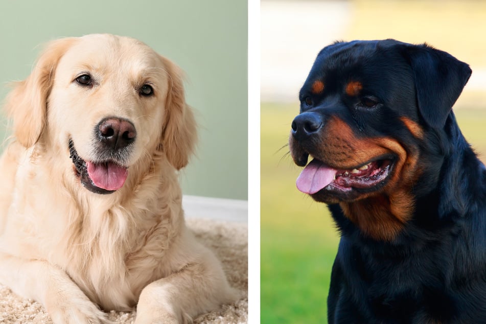 A Golden Retriever and Rottweiler dog mix makes the cutest "Rottriever" breed!