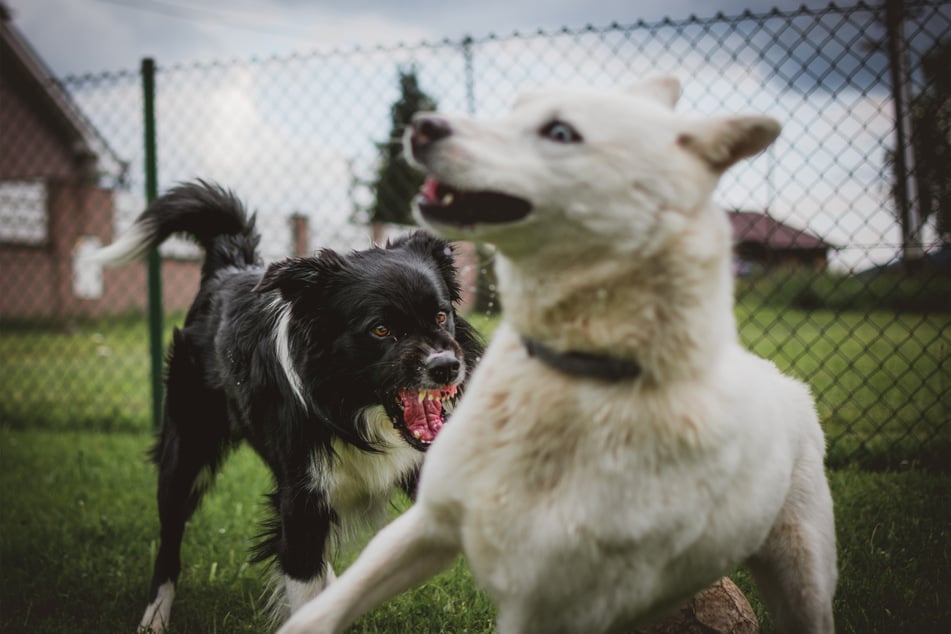 When a dog is angry or aggressive, it will display very easily recognizable body language.