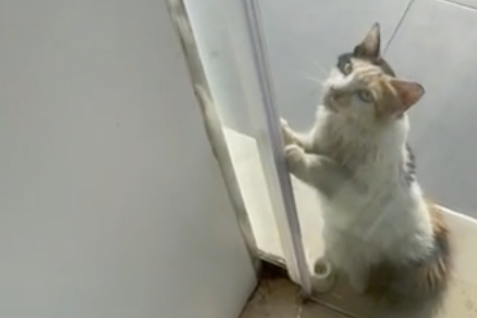Wegen extremer Hitze: Katze kratzt verzweifelt an Tür eines Elektrogeschäfts