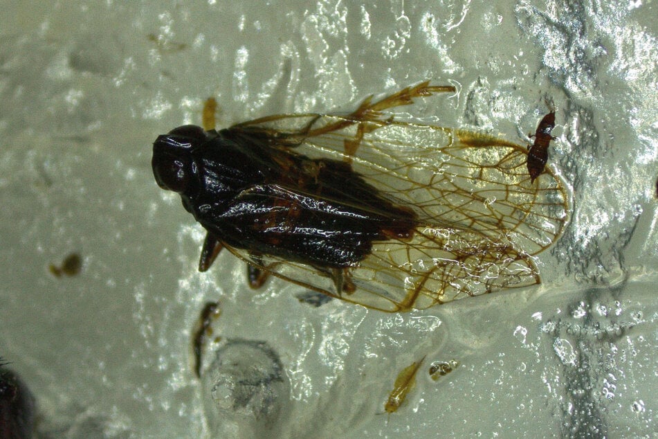 Eine Schilf-Glasflügelzikade (Pentastiridius leporinus), aufgenommen im Labor des Pflanzenschutzdienstes PSD in Hessen.
