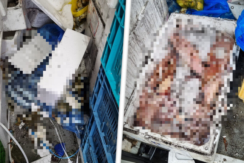 Polizei kontrolliert Fisch-Transporter und macht widerliche Entdeckung