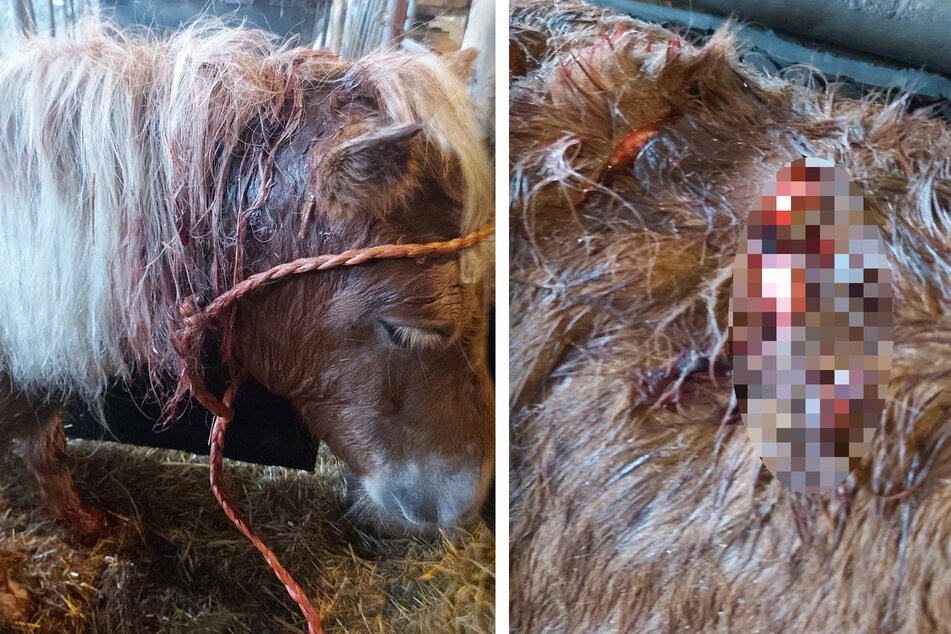Pony mit Messerstichen gequält: Polizei hält 15-Jährigen für verdächtig