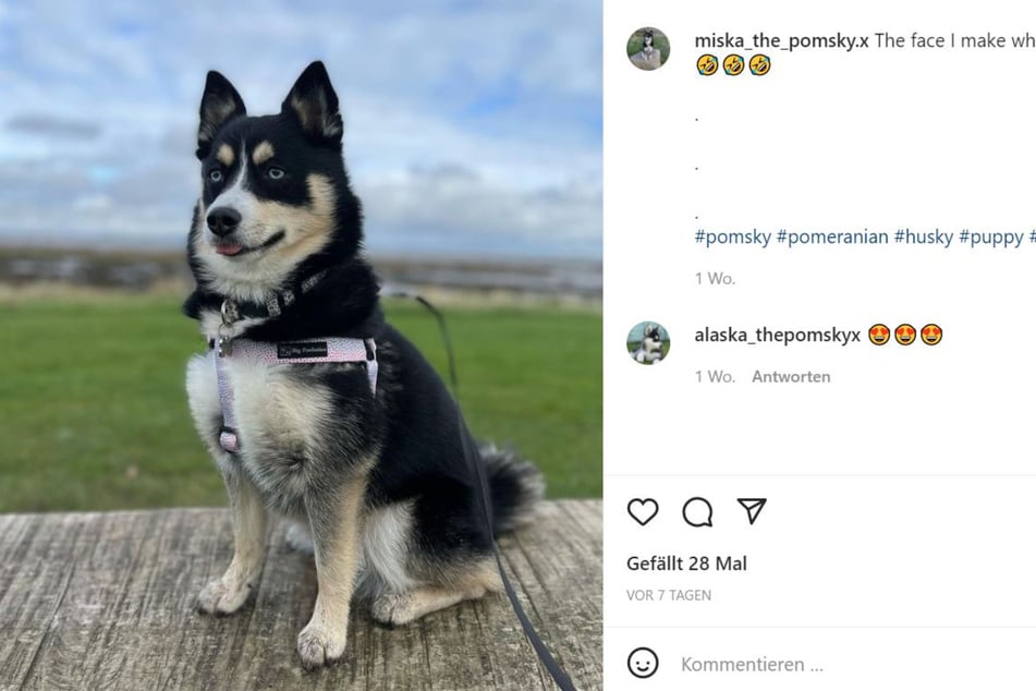 Two-year-old Pomsky Miska from Southampton has her own Instagram account.