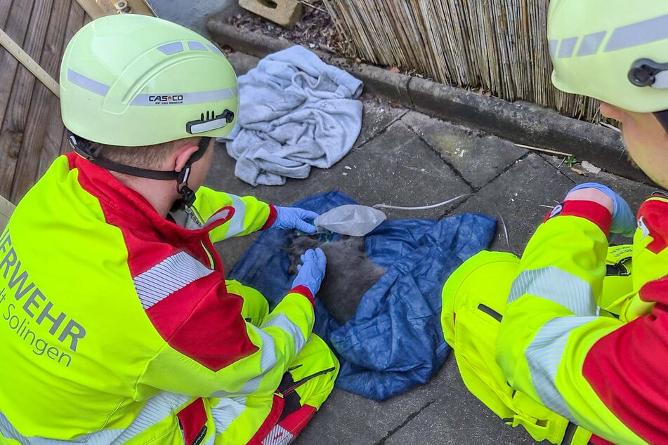 Die vermisste Katze musste mit einer Sauerstoffdusche behandelt werden.