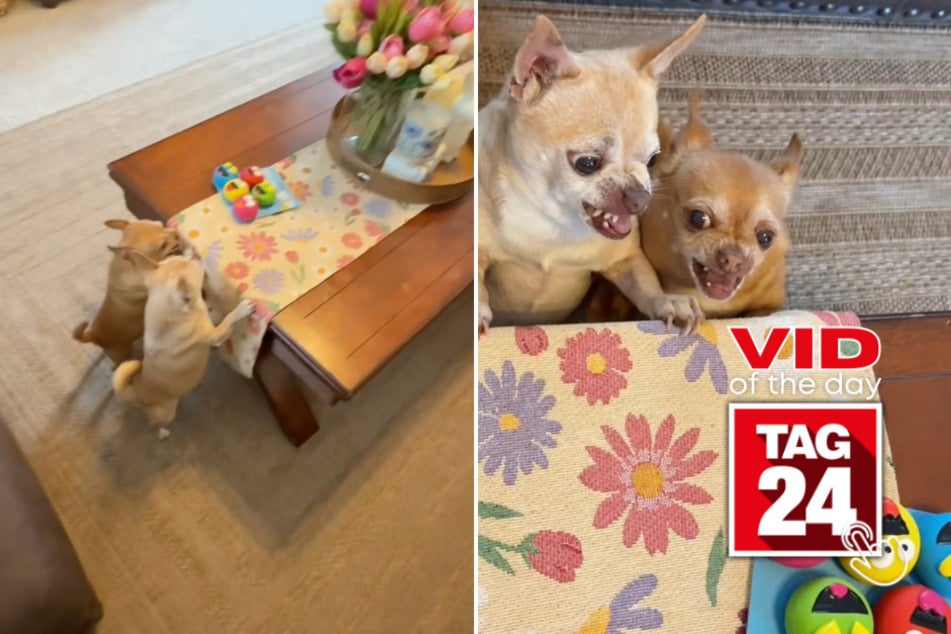 viral videos: Viral Video of the Day for April 7, 2026: Two chihuahuas lose their minds over new toy pack in hilarious TikTok