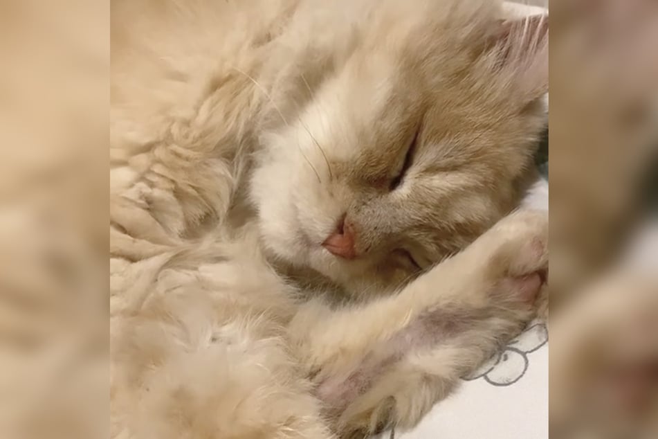 Kater Caramelo stört die Tätowierung nicht. Er liebt es, Katze zu sein - und zu schlafen.