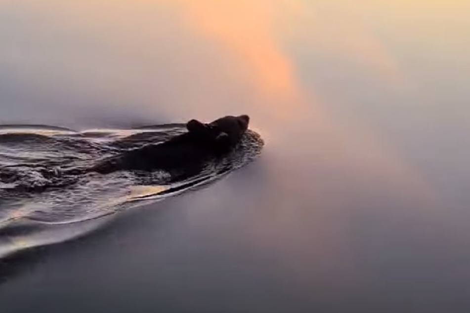 Am Ende konnte das Tier unverletzt zum Ufer schwimmen.