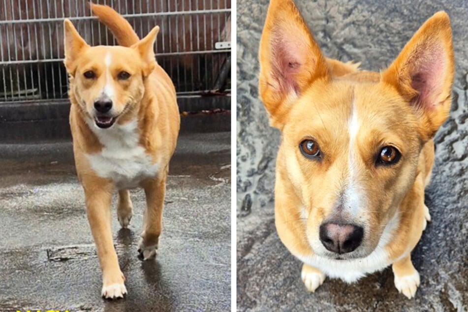 Was für eine wunderschöne Hundedame! Lucy sucht ein neues Zuhause - und dieses Mal für immer.