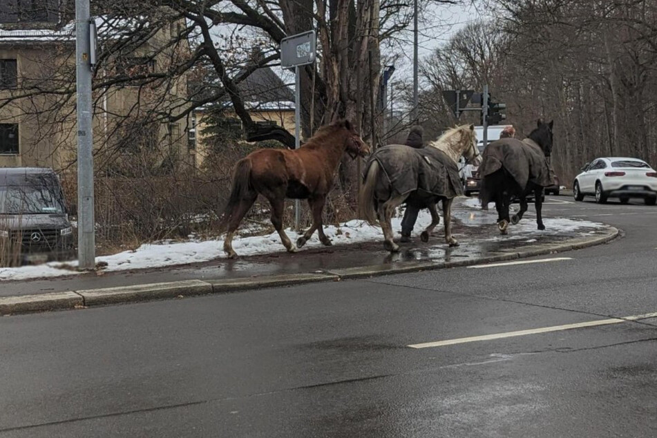 Mehrere Pferde waren von einer Koppel ausgebrochen und liefen entlang der Leipziger Straße.