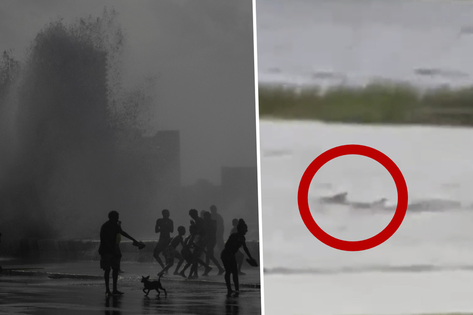 Hai-Video geht nach Hurrikan "Ian" viral, doch etwas stimmt nicht