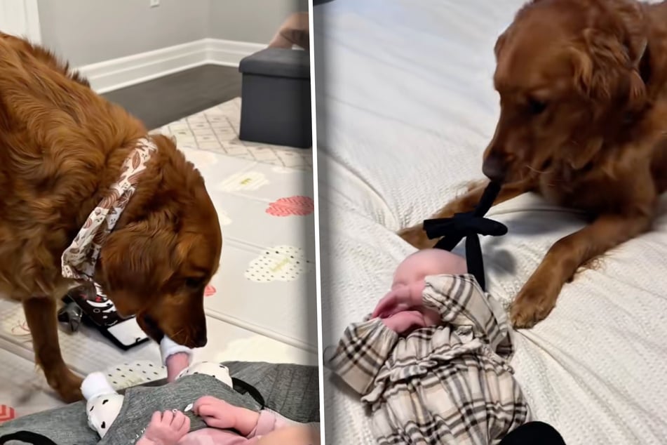 Alles, was nicht niet- und nagelfest ist, versucht Kobe dem Baby zu stibitzen.