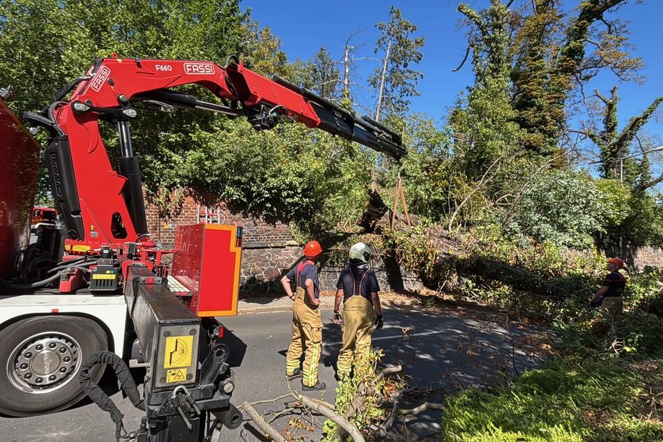 Dresden: Baum kracht in Dresden auf Autos und blockiert Straße: Sperrung dauert wohl länger