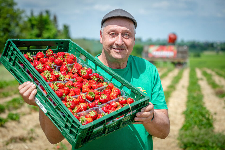 Heiko Hübler (59) vom Obstgut Seelitz konnte bereits die ersten Erdbeeren in Spernsdorf ernten.