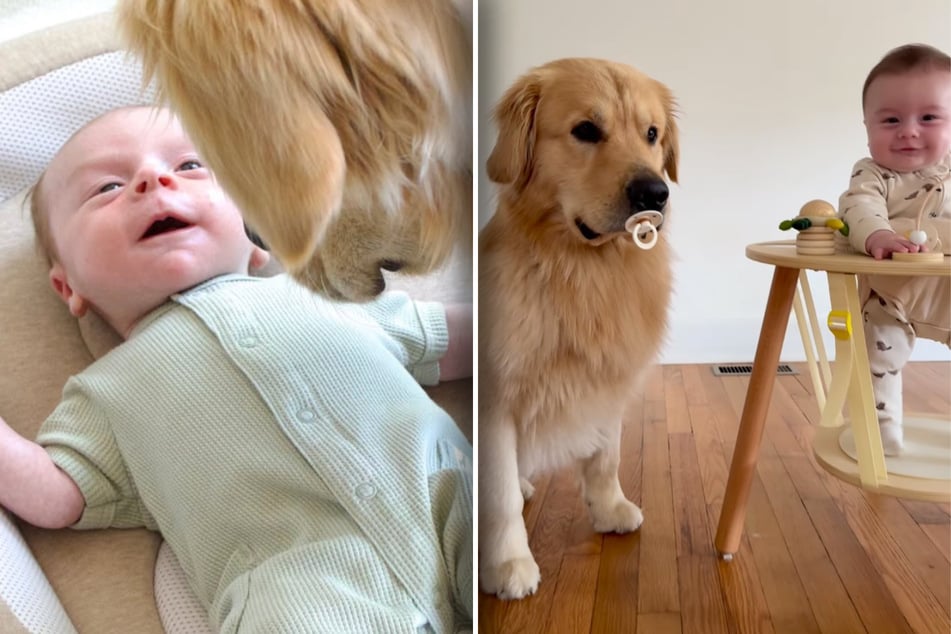 Golden Retriever und Baby treffen aufeinander: Was dann alles passiert, lässt so viele Herzen aufgehen