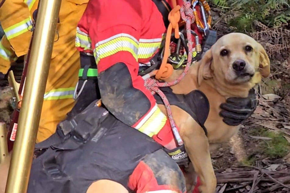 Un labrador disparu est retrouvé, mais le drame n'est pas encore terminé
