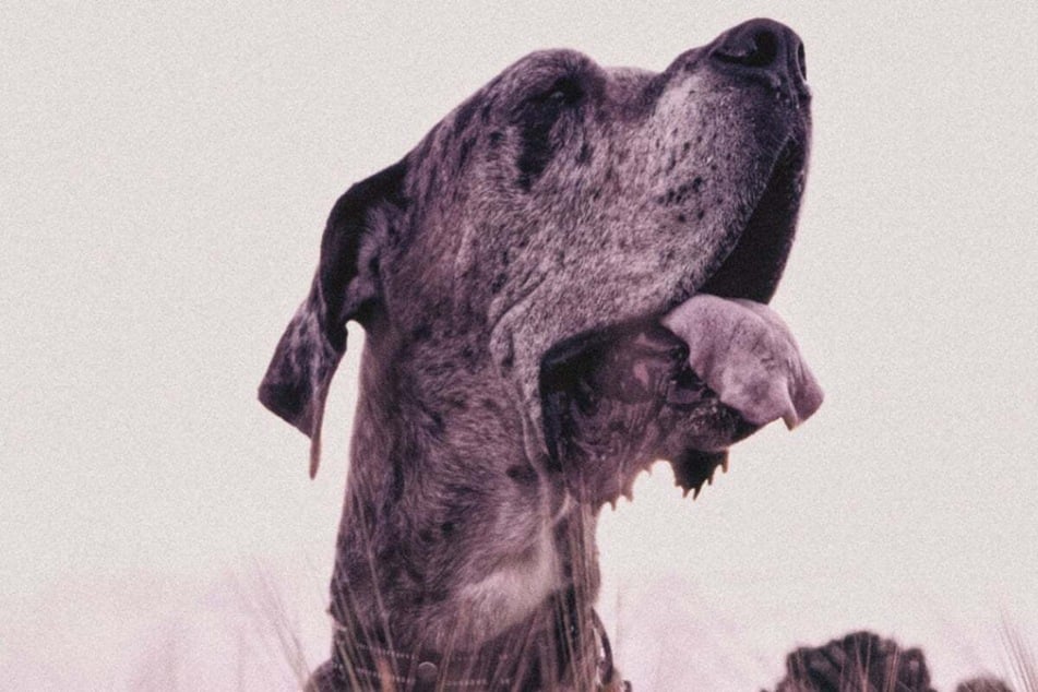 Im März 2024 errang Kevin aus Iowa (USA) den Titel "Größter lebender Hund der Welt". Nur kurze Zeit später verstarb der Vierbeiner. (Symbolbild)