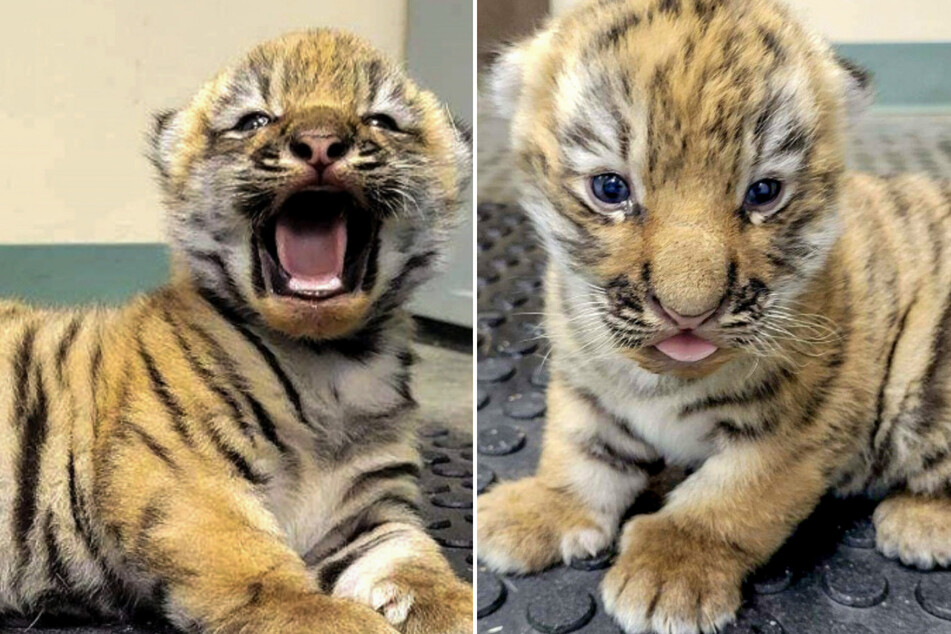 Two Amur tiger babies were born at the Rosamond Gifford Zoo in Syracuse, New York.