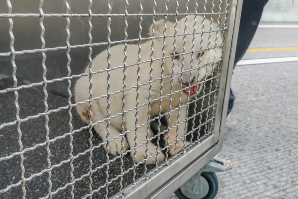Die Affäre um einen angehenden Dresdner Raubkatzen-Handel spitzt sich zu. (Symbolfoto)