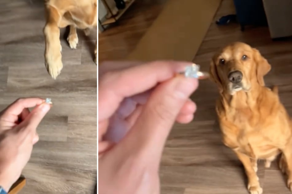 Engagement drama as dog thinks diamond ring is for him: "I thought you’d never ask"