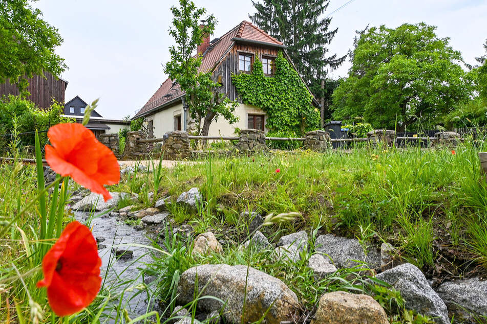 Besserer Hochwasserschutz, Lebensraum für Tiere: Auch der Klotzscher Dorfbach wurde vom Umweltamt renaturiert.