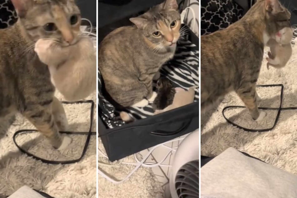 Jo the mama cat can be seen running into a room to show off her gorgeous newborn kittens to her loving owner in a sweet TikTok video.