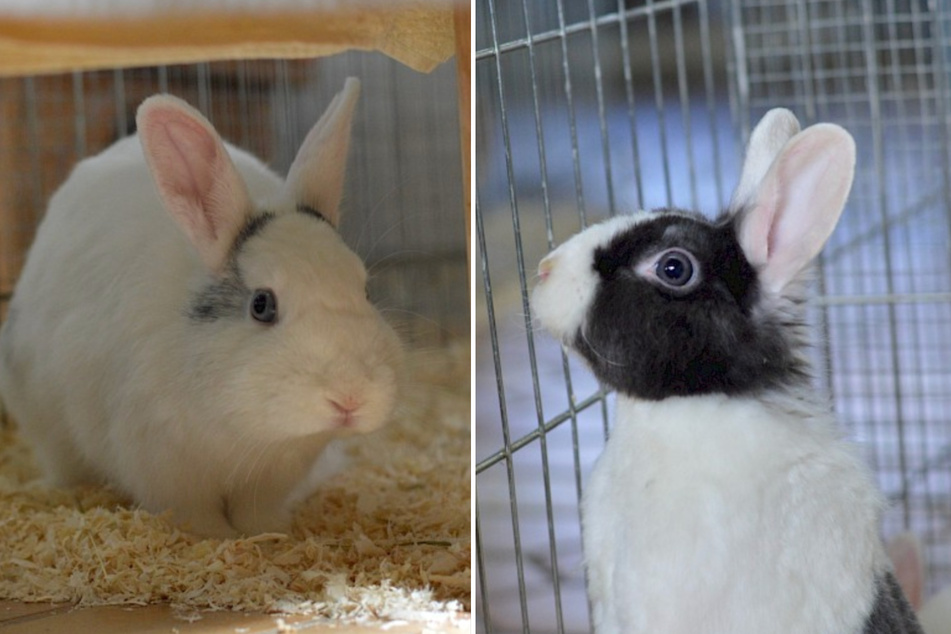 Sechs Kaninchen kamen ins Tierheim, doch nur vier durften ausziehen: Malfoy und Luna suchen neues Zuhause
