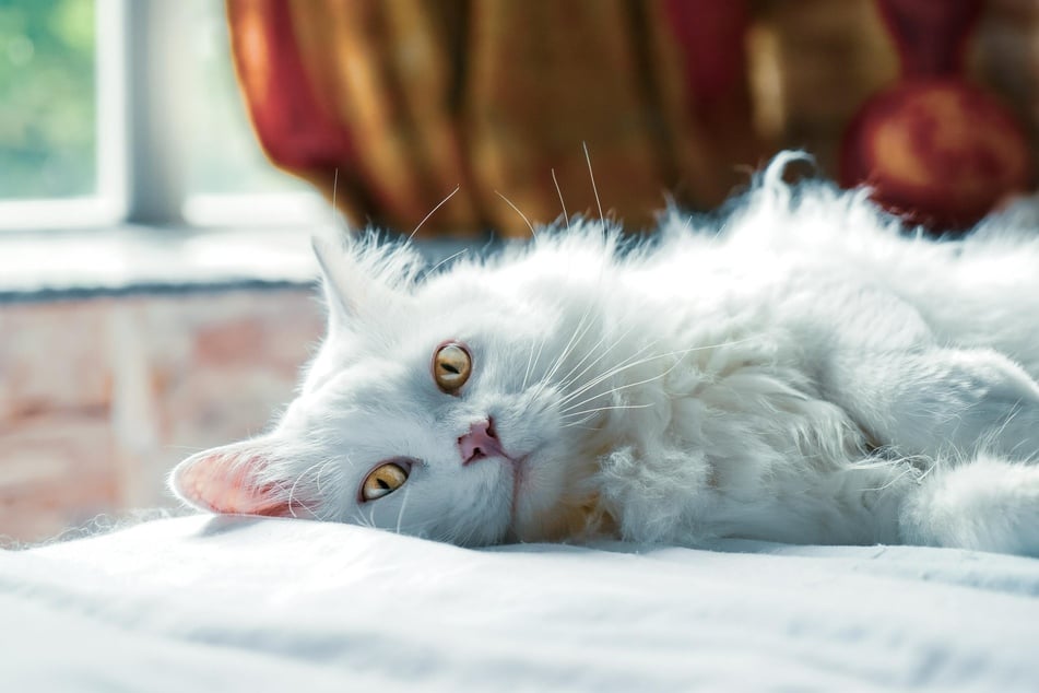 Absolute Entspannung kann bei Katzen manchmal zum Sabbern führen.