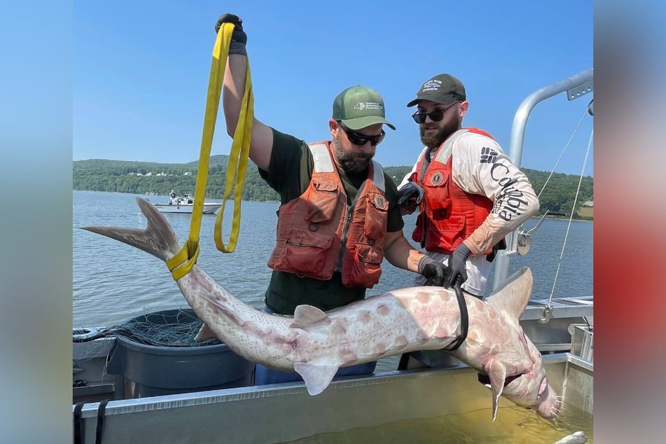 Atlantic sturgeon are the largest fish species in the Hudson River and the largest sturgeon species in New York State, ahead of shortnose sturgeon and lake sturgeon.