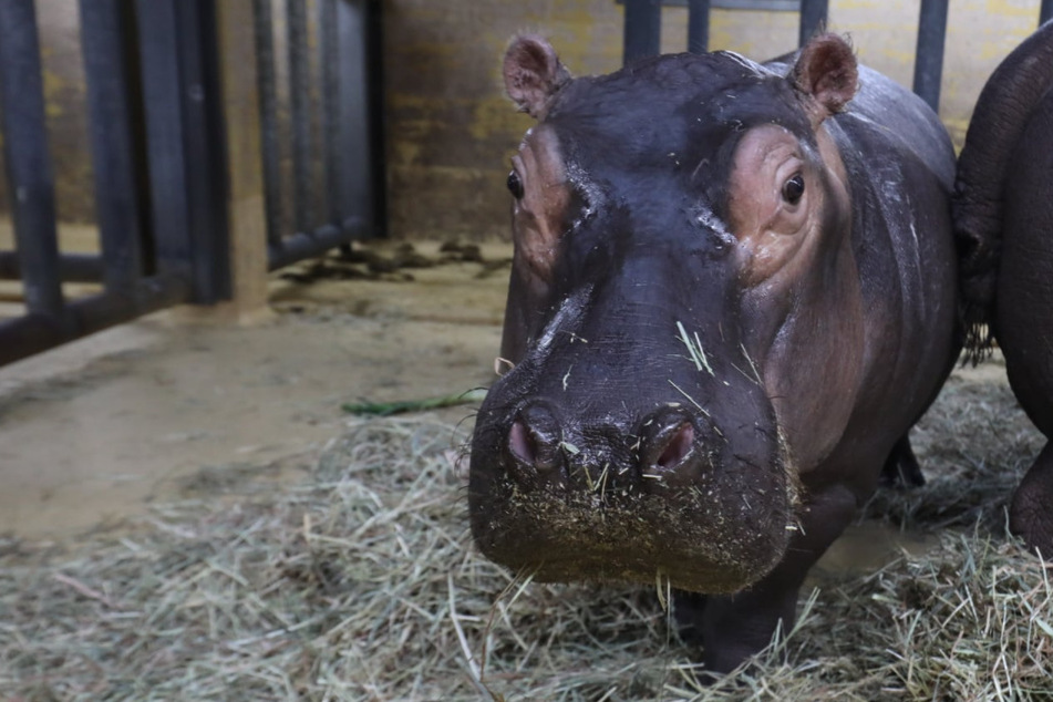Flusspferd-Bulle "Nils" zieht aus Kölner Zoo aus