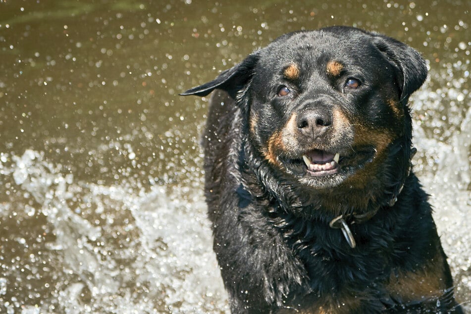 Drama beim Gassigehen! 19-Jährige von Rottweiler angegriffen