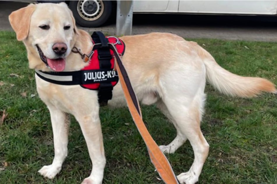 Odin ist ein typischer Labrador, der gerne kuschele und lange Spaziergänge sowie Leckerlis sehr liebt.