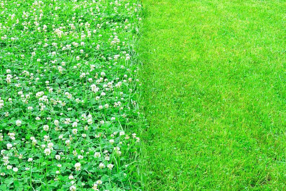 Klima beeinflusst die Gartengestaltung: Trockenheit ist ein Grund, das Gras mal stehen zu lassen.
