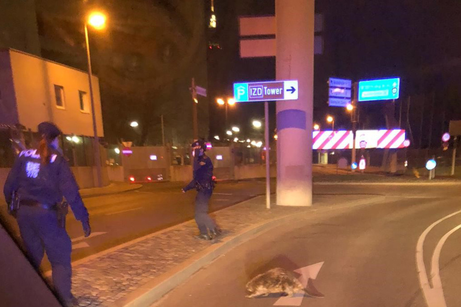 Als sich der Biber auf den Weg zur Autobahn machte, griffen die Polizisten ein.
