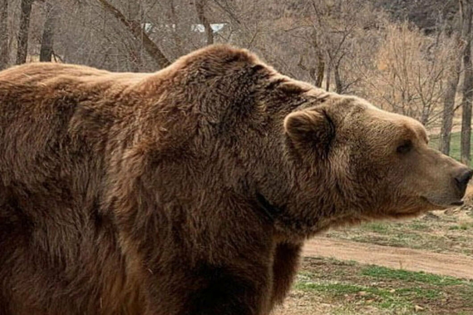 Game of Thrones star pays tribute to her departed furry costar Bart the Bear
