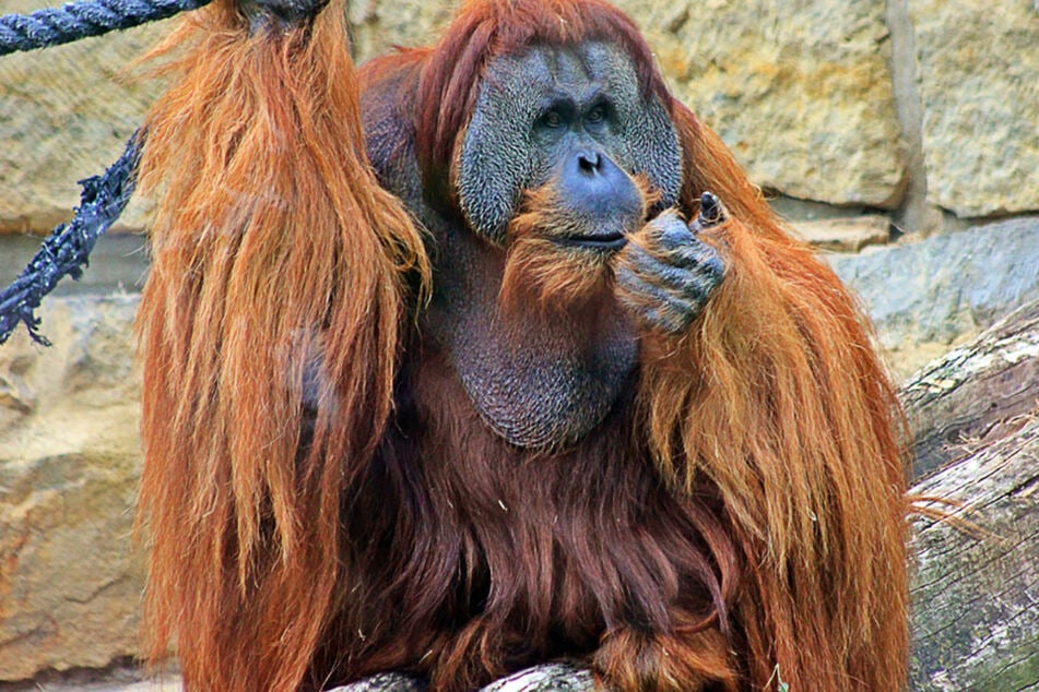 Orang-Utan Mano im Berliner Zoo litt an einer unheilbaren Krebserkrankung. Eine Therapie war nicht möglich.