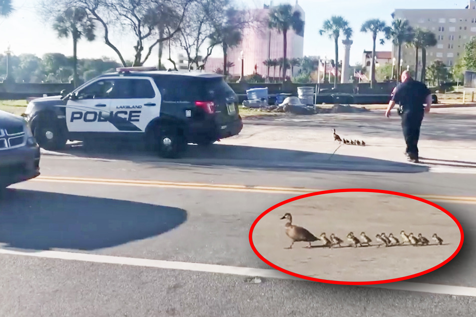 Officer Bailey begleitet 13 Enten auf ihrem Weg durch Lakeland.