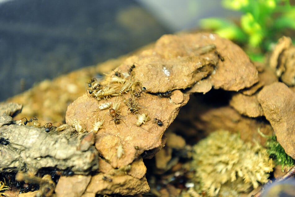 Wenn es etwas zu essen gibt, werden die Ameisen besonders aktiv.
