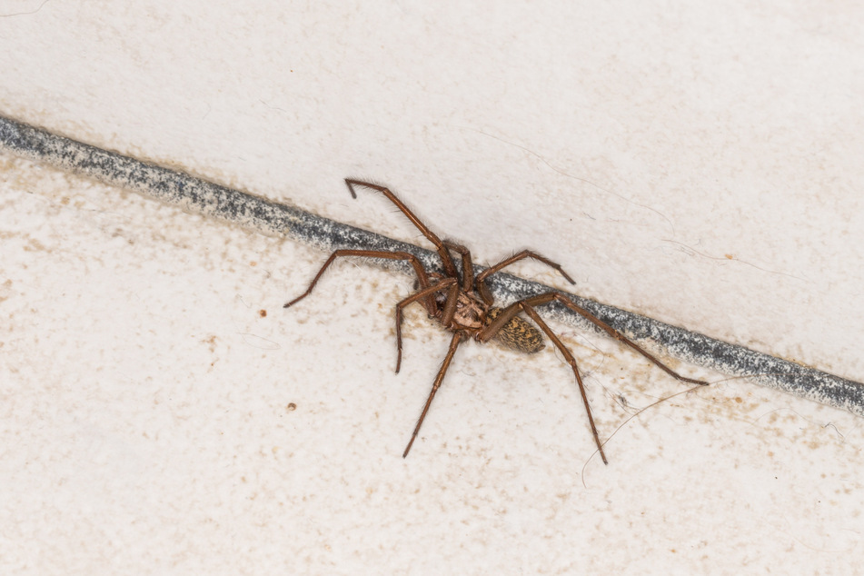 Wegen einer Spinne musste im badischen Kehl die Polizei anrücken. (Symbolbild)