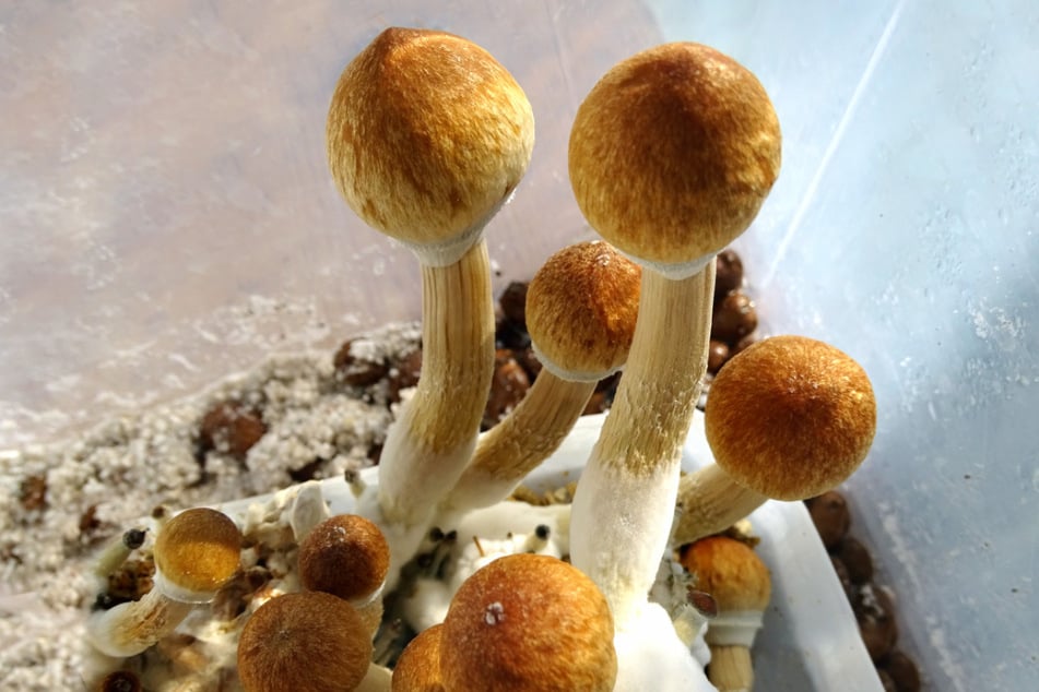 Psilocybe cubensis, auch als "Magic mushrooms" bekannt, dürfen nur oral - als Pulver oder Tablette - eingenommen werden.