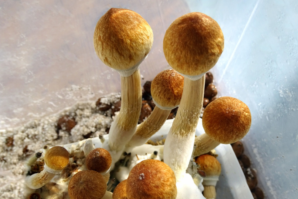 Psilocybe cubensis, also known as "magic mushrooms," may only be taken orally.