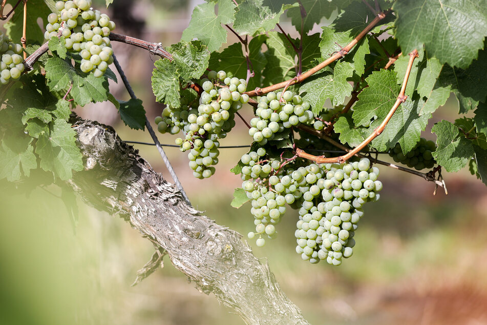 Die Winzervereinigung Freyburg-Unstrut ist der nach eigenen Angaben größte ostdeutsche Weinproduzent.