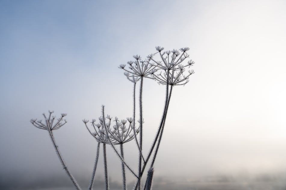 Frostige Aussichten: Im Südwesten zeigt sich der November bereits kommende Woche von seiner kalten Seite.