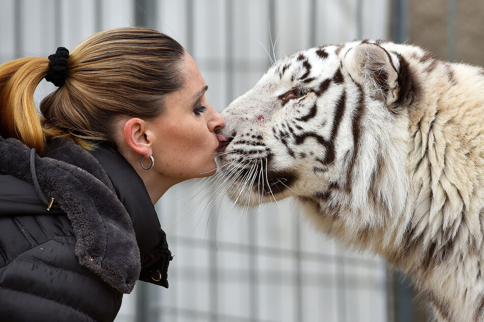 Tiertrainerin Carmen Zander (47) gibt Tigerdame Saphira einen Kuss.