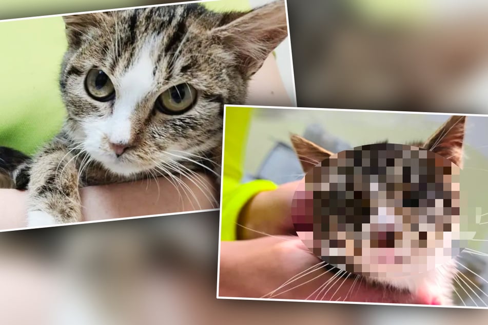 Schnurrendes Duo kämpft sich durch: Kater ohne Augen gefunden, Katze mit Böllern attackiert