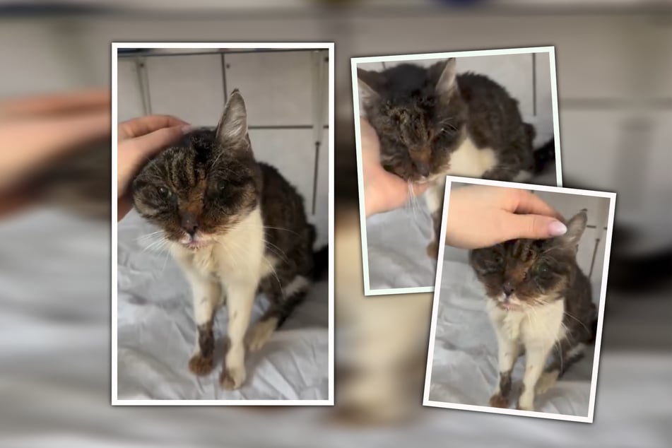 Verschmust und absolut liebenswert: Katzen-Opi Erwin würde am liebsten den ganzen Tag gestreichelt werden.