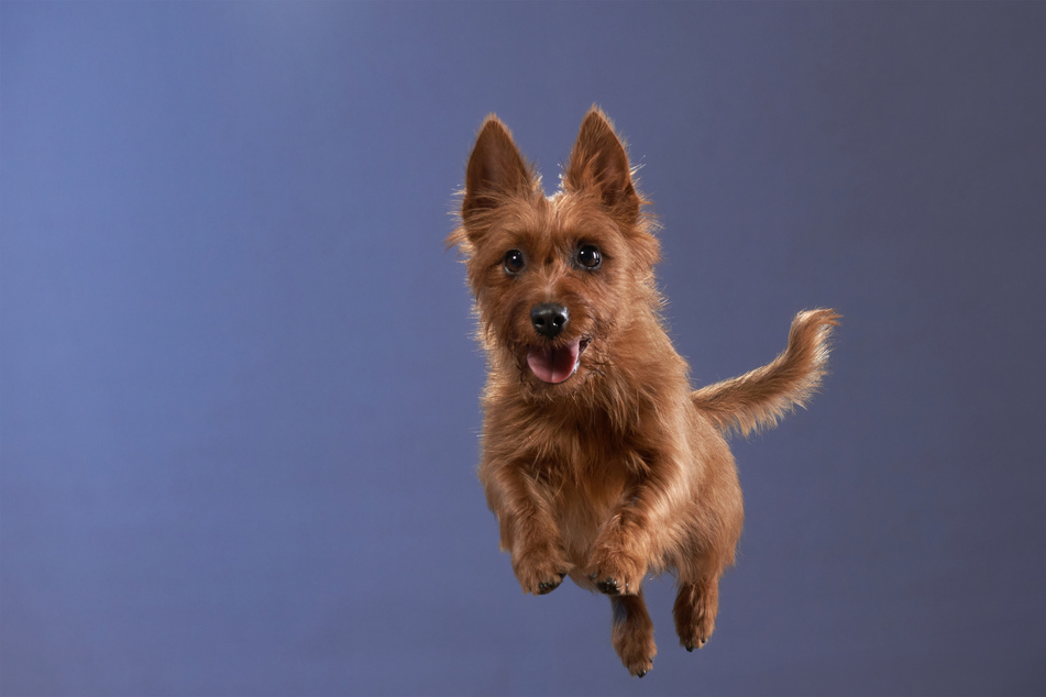 Few dogs are as under-appreciated as the Australian terrier.